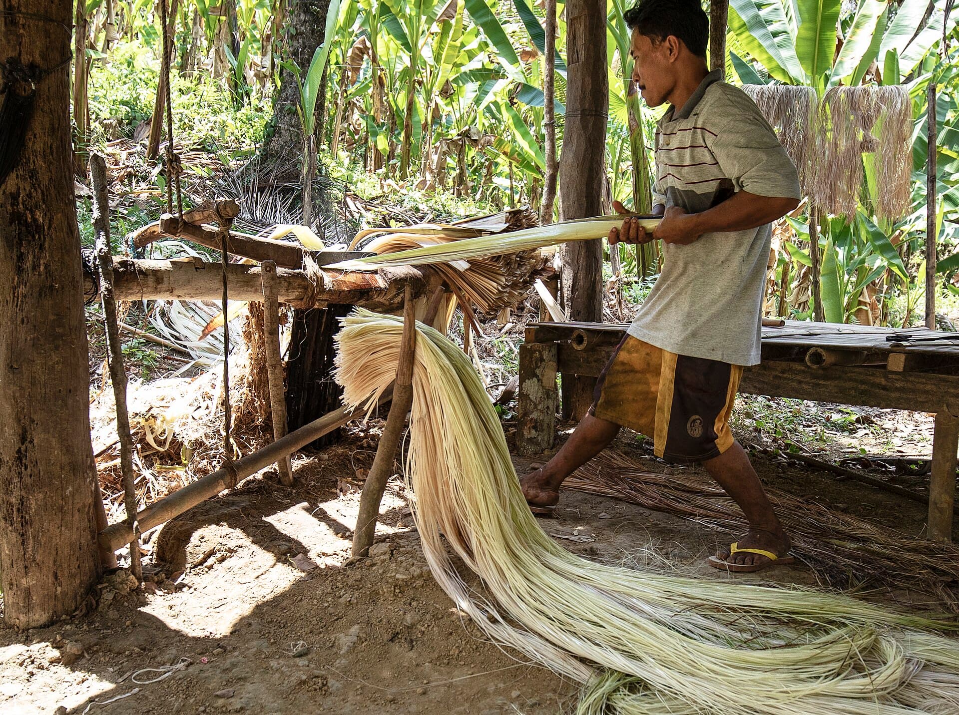 Worker extracting long golden banana fiber strands from a pseudostem at the Agronest factory in Tangail, Bangladesh