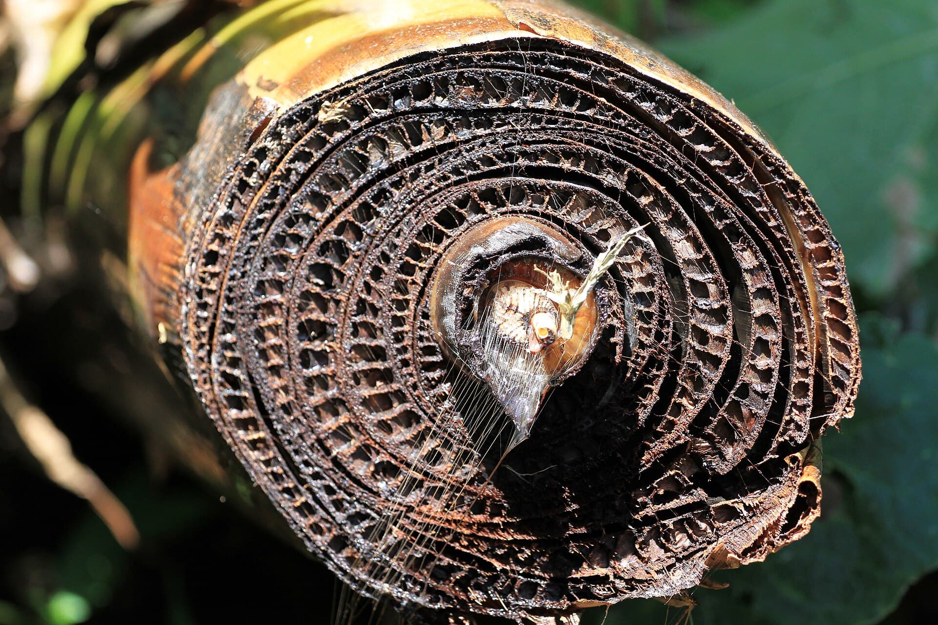 Cross-section of a banana pseudostem showing the fiber bundles used for export banana fiber