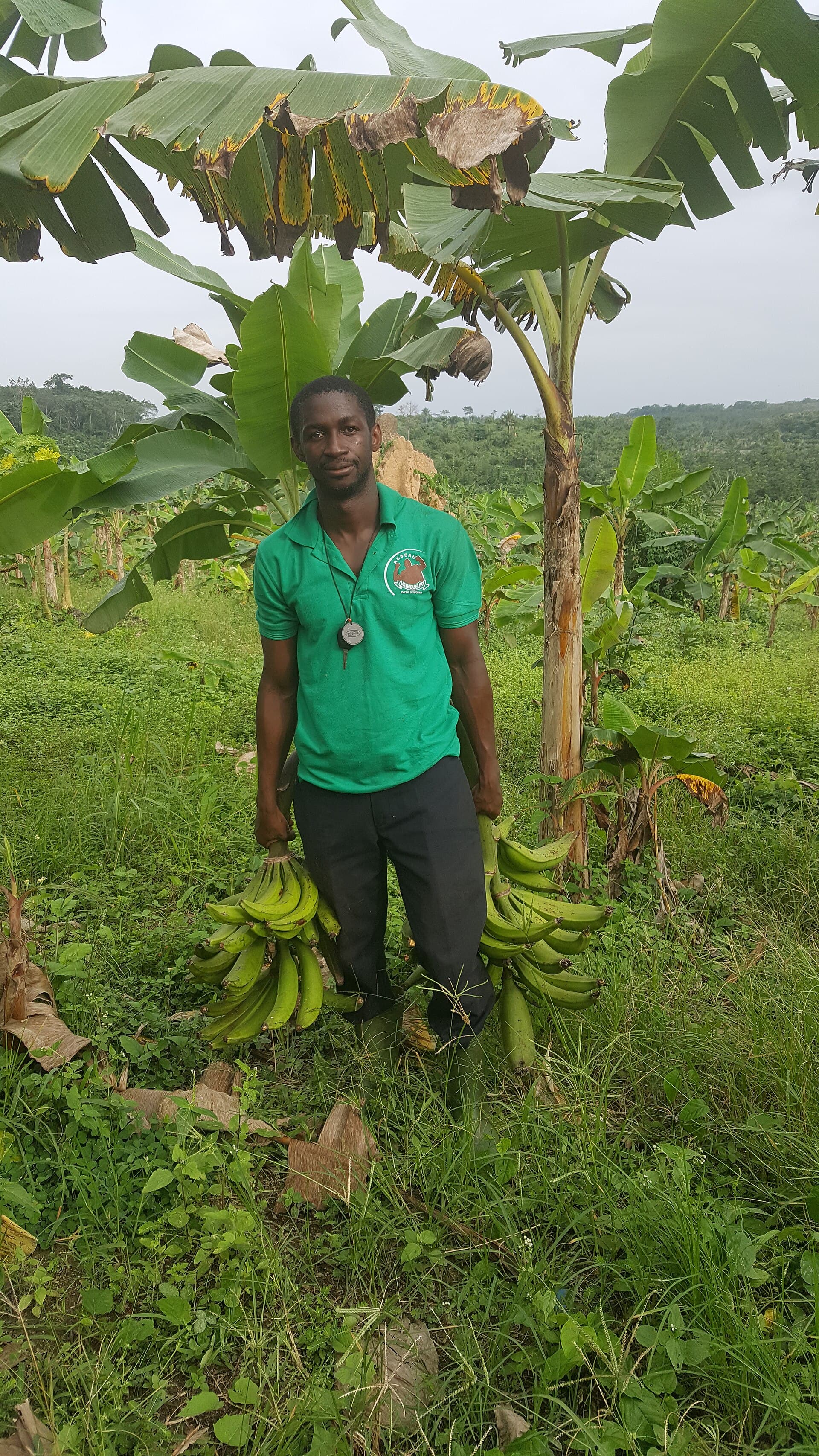 Farmer harvesting a banana pseudostem on a farm in Modhupur, Tangail, Bangladesh