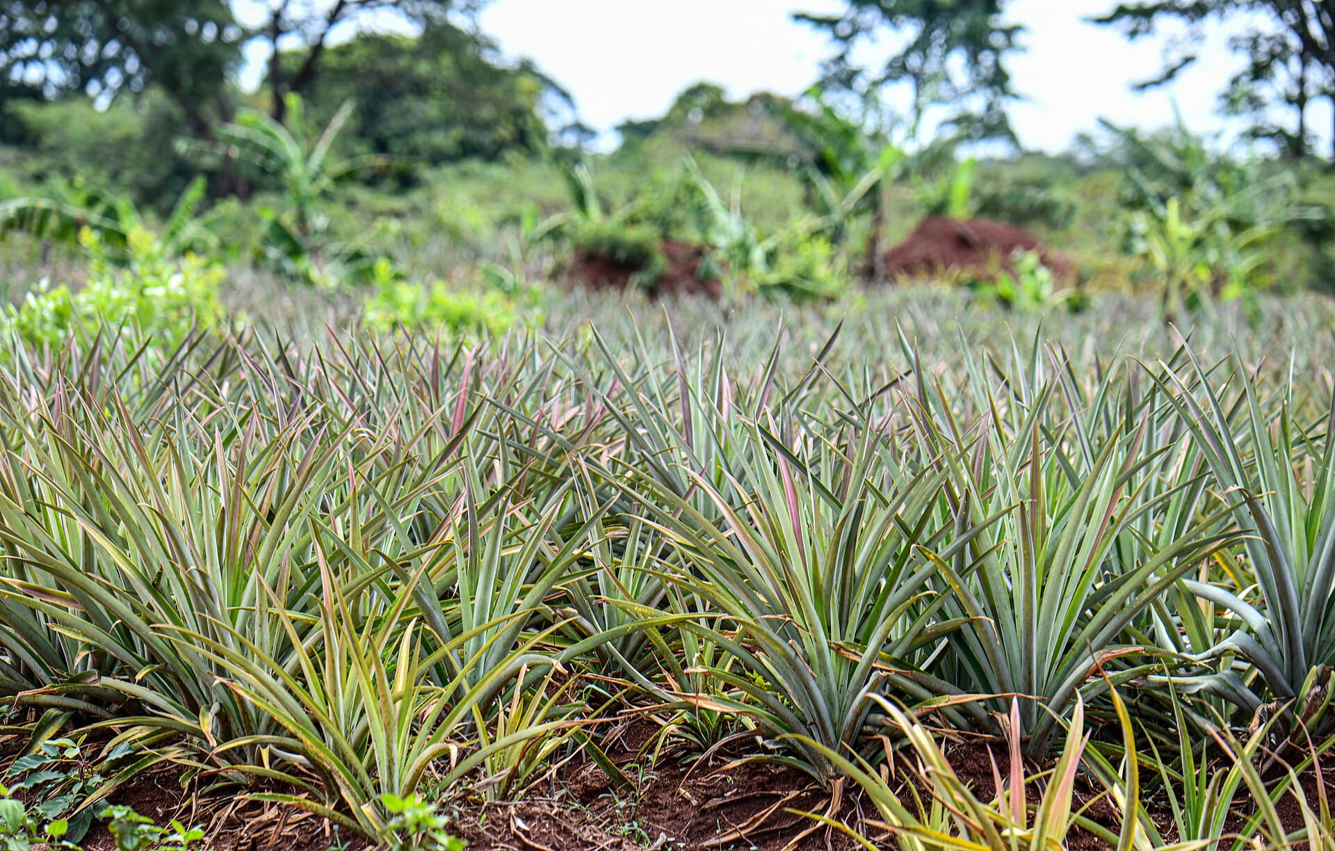 Pineapple plantation rows in Modhupur — the farmland where biodegradable geotextiles do their work